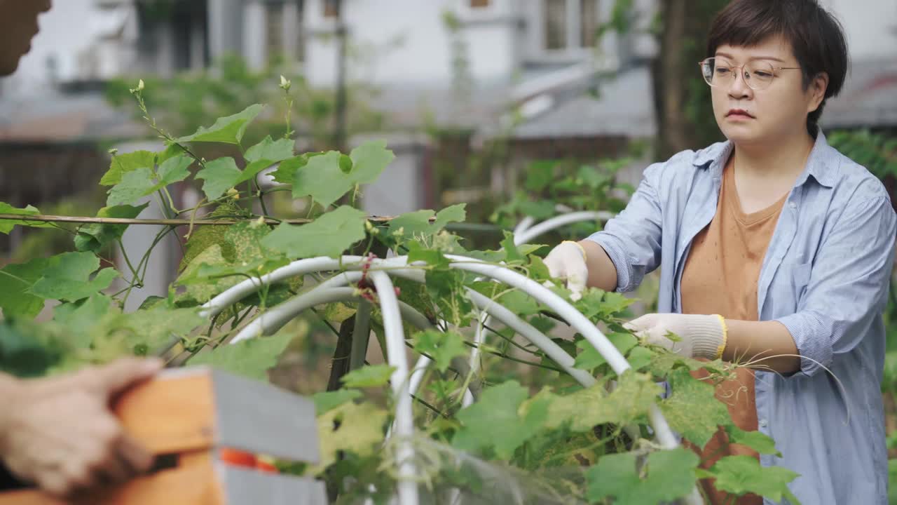 可持续的生活方式亚洲华人中年男子在后院的菜园向他的伴侣展示收获的本地农产品视频素材