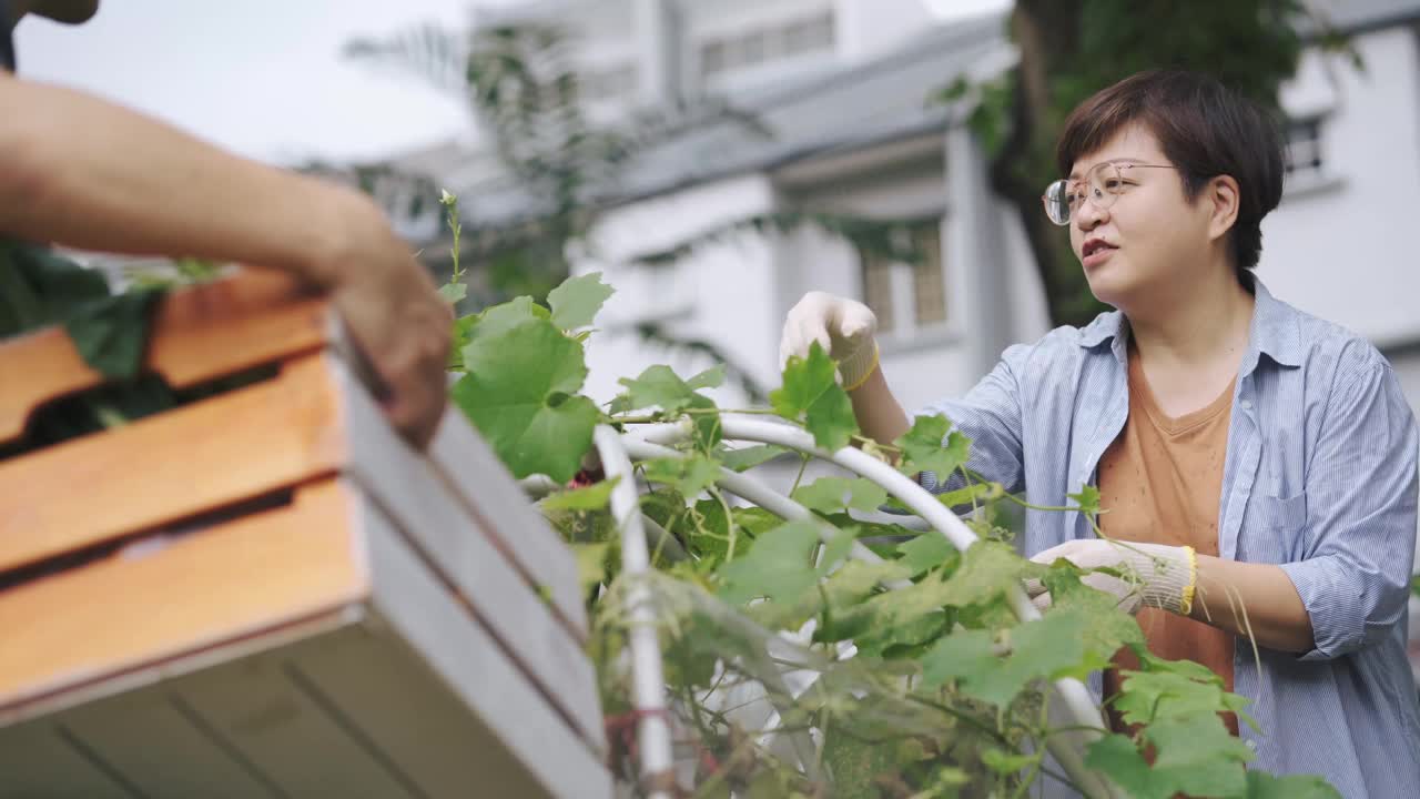 可持续的生活方式亚洲华人中年男子在后院的菜园向他的伴侣展示收获的本地农产品视频素材