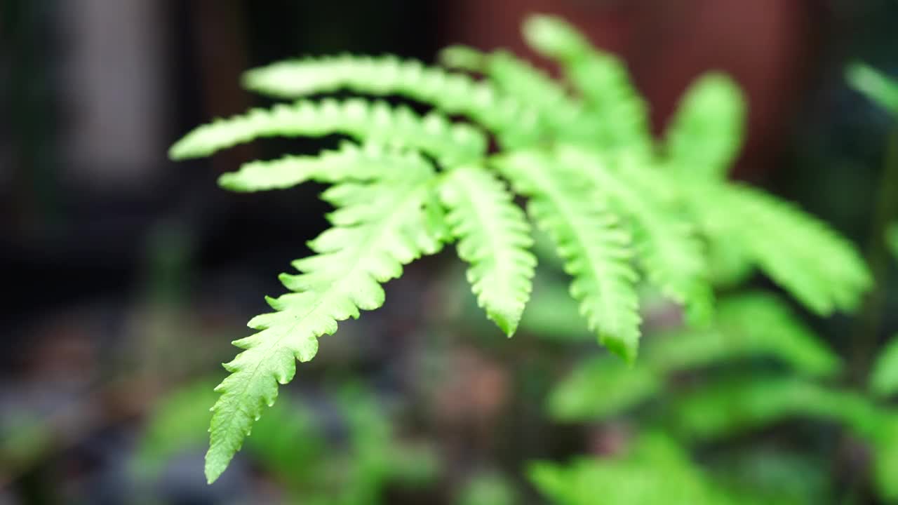 郁郁葱葱的蕨类植物视频素材