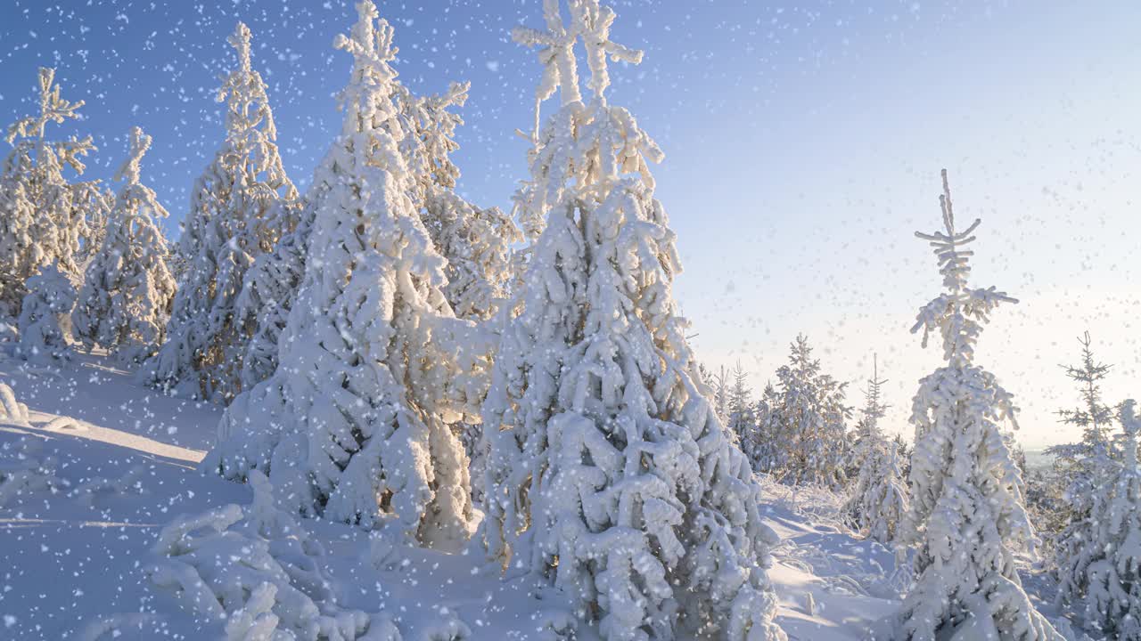 美丽的冬天的风景。阳光明媚的早晨。云杉树枝在雪地里。冬天森林里的雪。视频素材