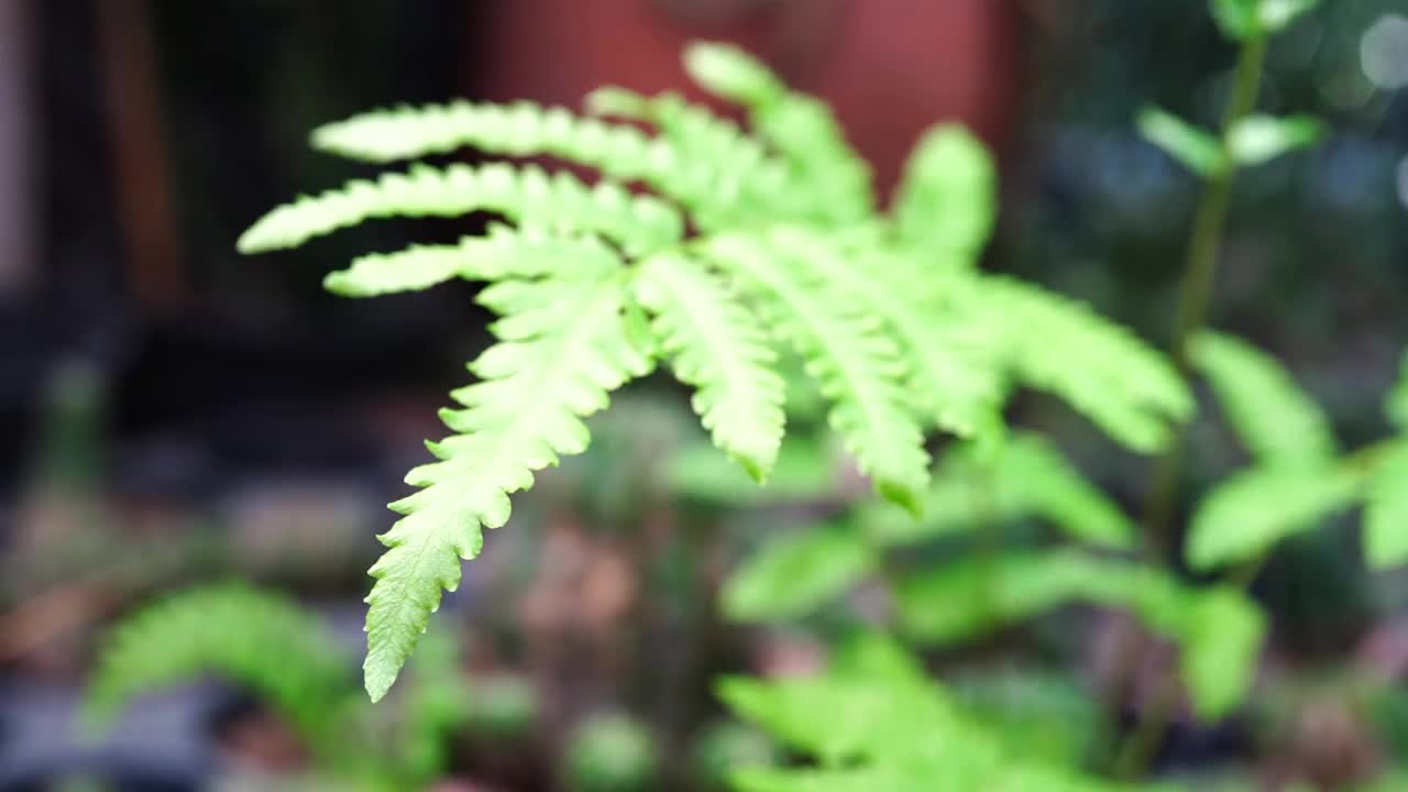 郁郁葱葱的蕨类植物视频素材