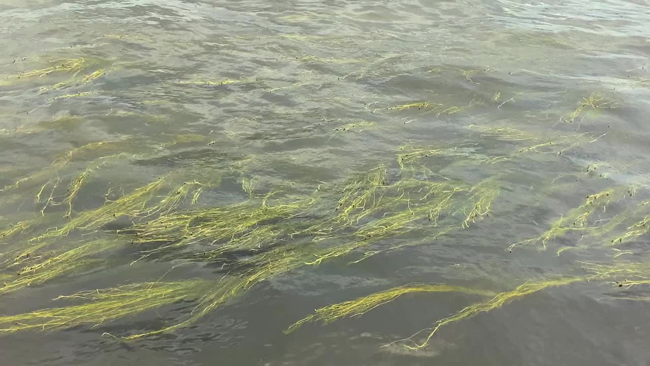 在流动的河水中盛开的绿藻的特写视频素材