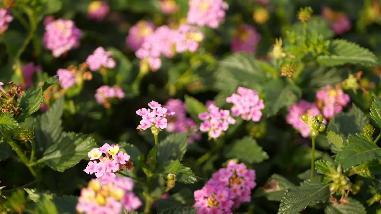 美国加利福尼亚花园中的黄粉红色花。伞形花在春天纯彩绽放，浪漫的植物气息娇嫩绽放。春天的光线的颜色。新鲜平静的早晨视频素材