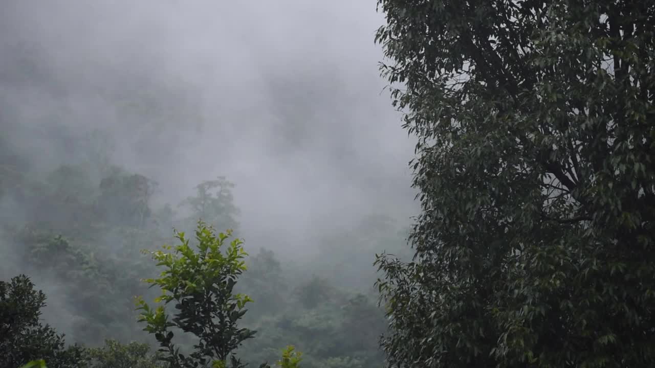 云森林，树在雾，雾天气森林景观在萨普塔拉，古吉拉特邦，印度视频素材