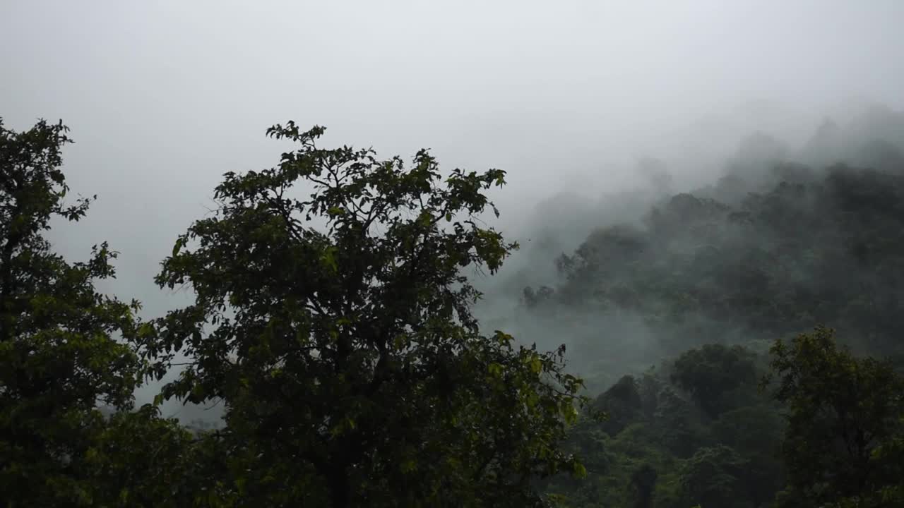 在印度古吉拉特邦的萨普特拉，被雾和雨云覆盖的深色森林树木视频素材