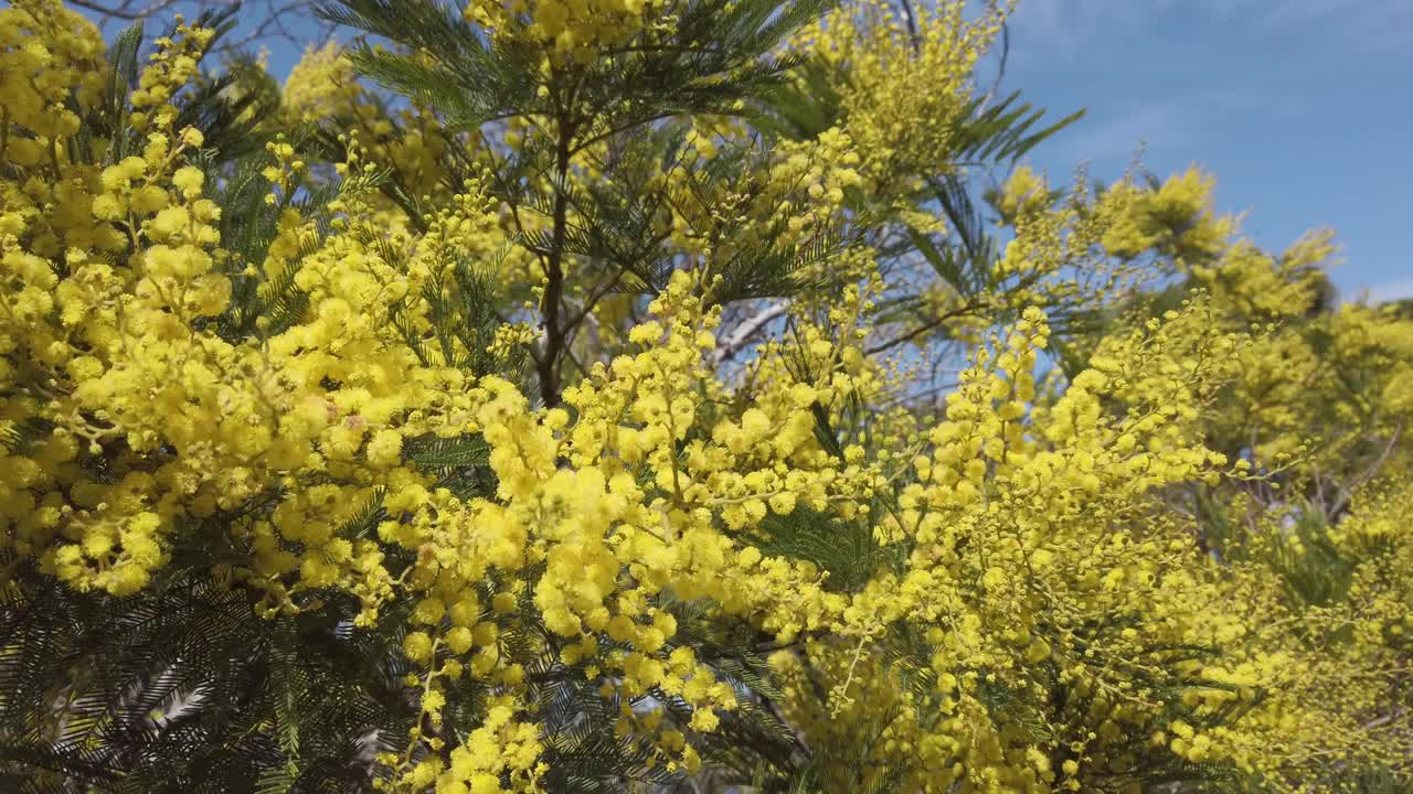 含羞草花清新的背景视频素材