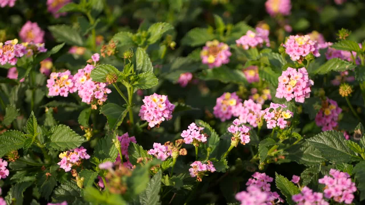 美国加利福尼亚花园中的黄粉红色花。伞形花在春天纯彩绽放，浪漫的植物气息娇嫩绽放。春天的光线的颜色。新鲜平静的早晨视频素材