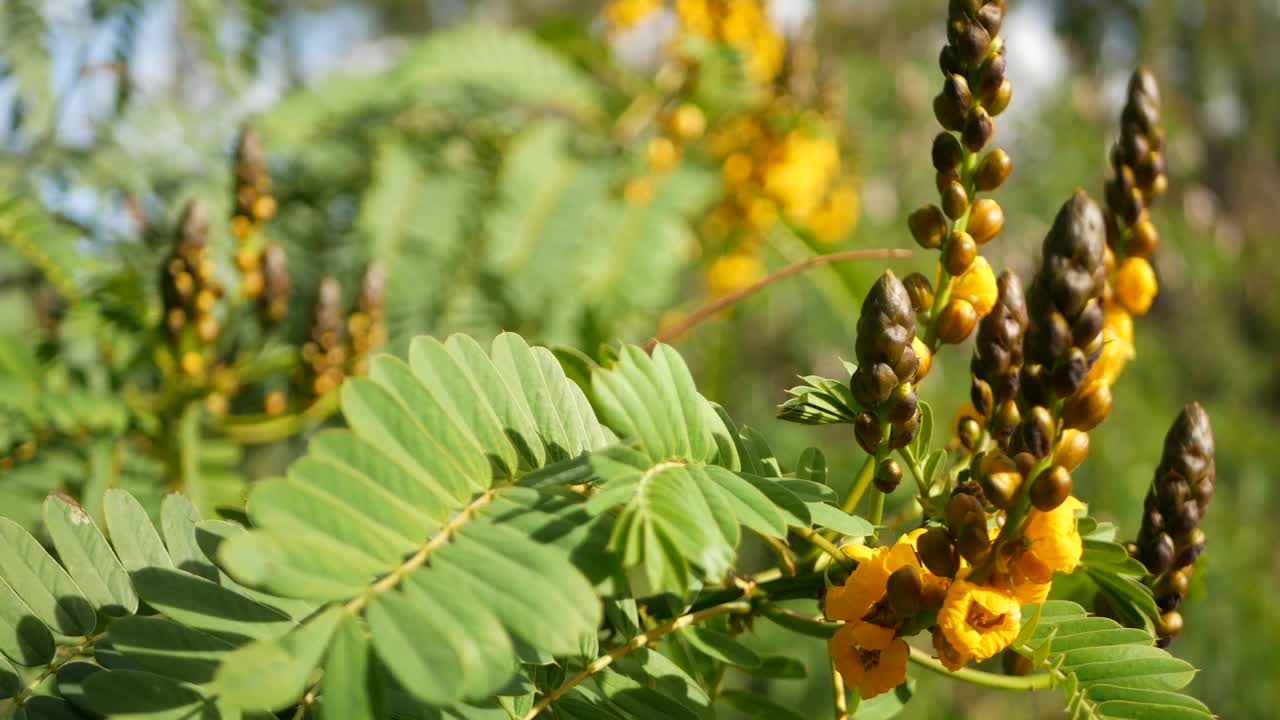 非洲番泻子花开花，园艺在加利福尼亚，美国。自然植物近距离背景。黄色的花朵在春天的早晨花园，新鲜的春天植物在柔软的焦点。烛台多汁的植物。视频素材