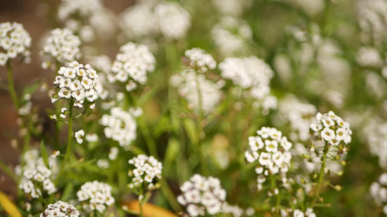 娇嫩的白色花朵在花园里，加利福尼亚，美国。春天的草甸浪漫气息，清晨的绿意清纯。春天清新的花园或草地在柔和的焦点。自然植物的开花关闭视频素材