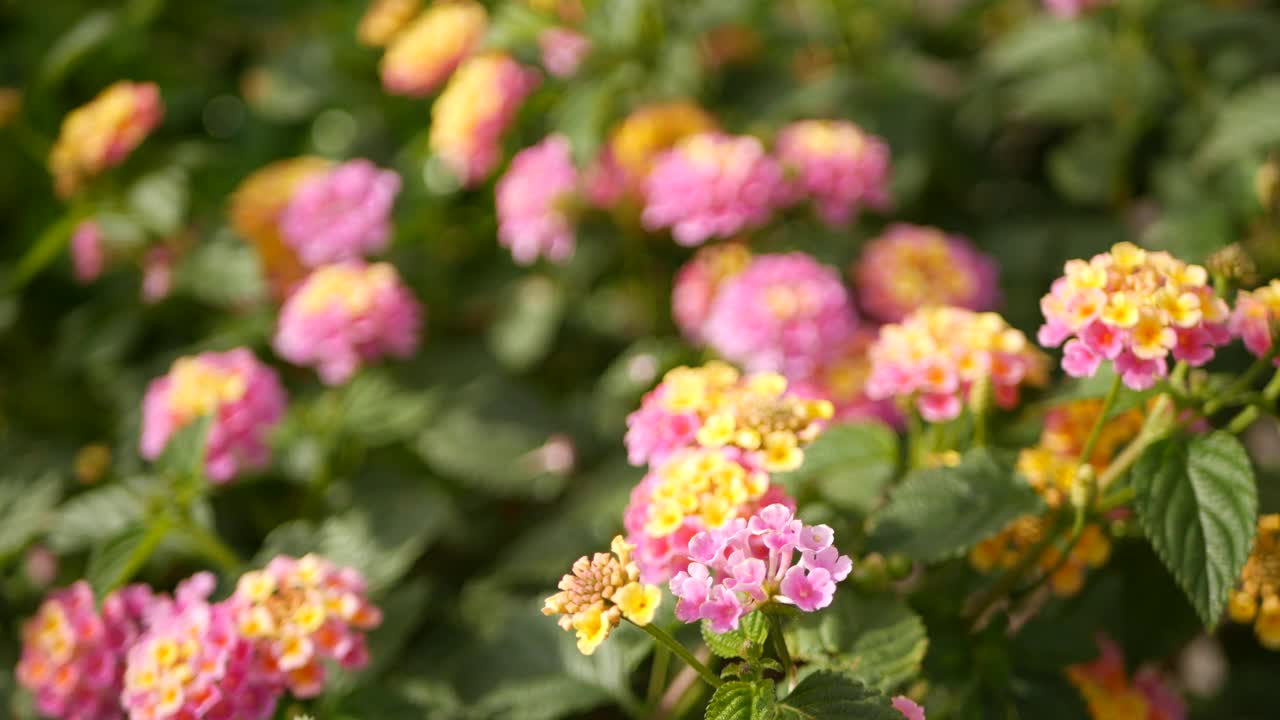 美国加利福尼亚花园中的黄粉红色花。伞形花在春天纯彩绽放，浪漫的植物气息娇嫩绽放。春天的光线的颜色。新鲜平静的早晨视频素材