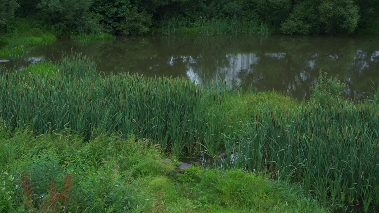 森林湖与绿色的芦苇和草倒映在水面上视频素材