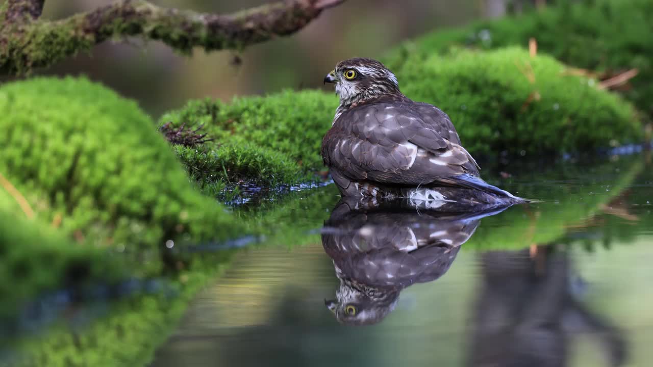 森林池塘秋天的色彩与沐浴的麻雀鹰视频下载