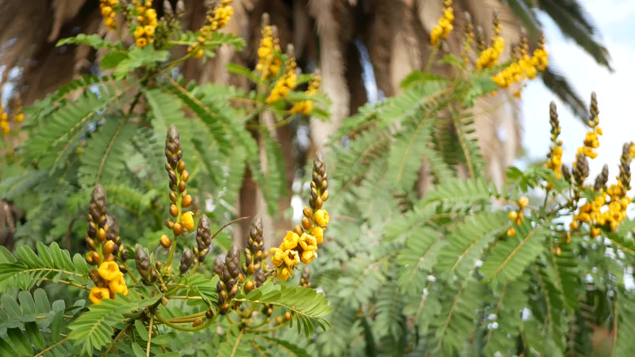 非洲番泻子花开花，园艺在加利福尼亚，美国。自然植物近距离背景。黄色的花朵在春天的早晨花园，新鲜的春天植物在柔软的焦点。烛台多汁的植物。视频素材