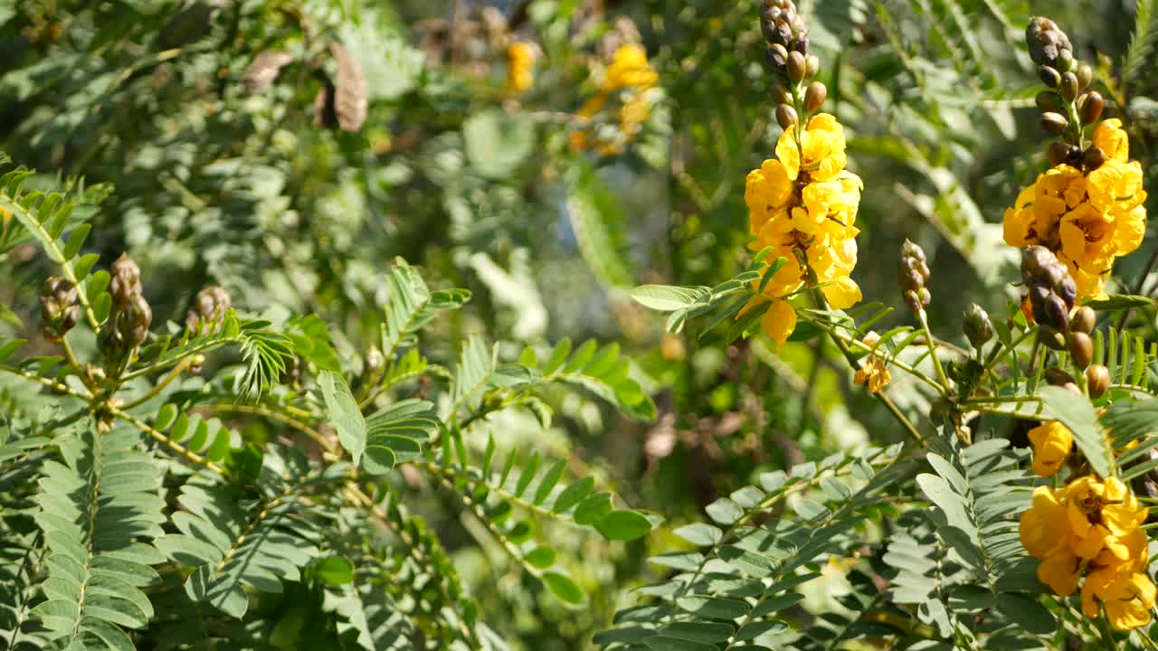 非洲番泻子花开花，园艺在加利福尼亚，美国。自然植物近距离背景。黄色的花朵在春天的早晨花园，新鲜的春天植物在柔软的焦点。烛台多汁的植物。视频素材