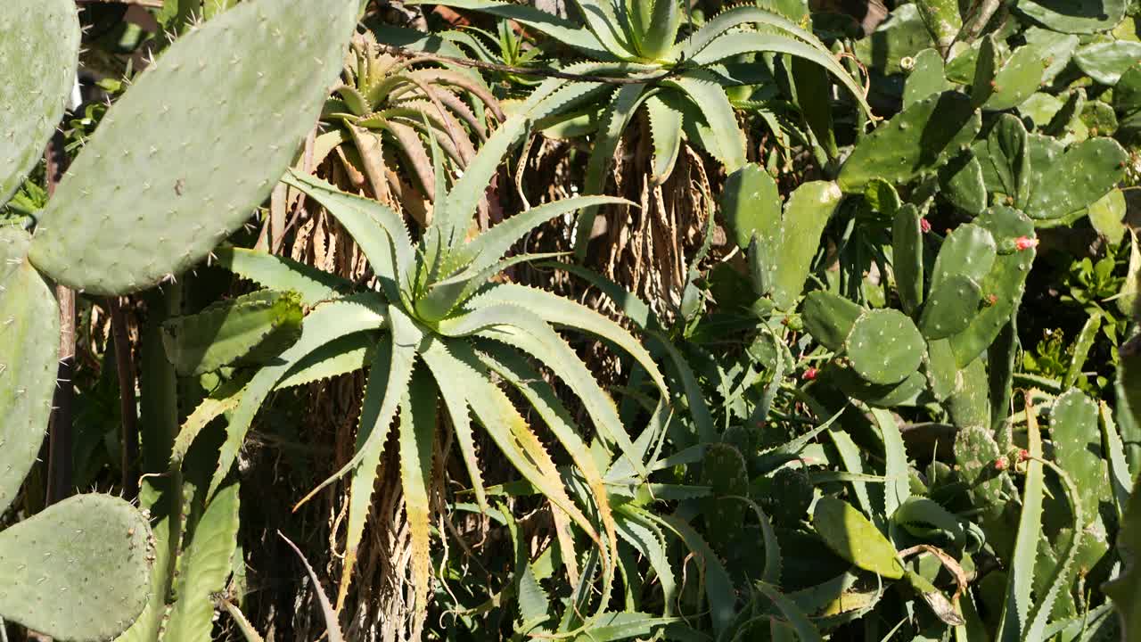 仙人掌肉质植物，美国加利福尼亚。沙漠植物群，干旱气候的天然花卉，植物学近景。绿色装饰的奇特室内植物。在美国，种植芦荟和龙舌兰视频素材