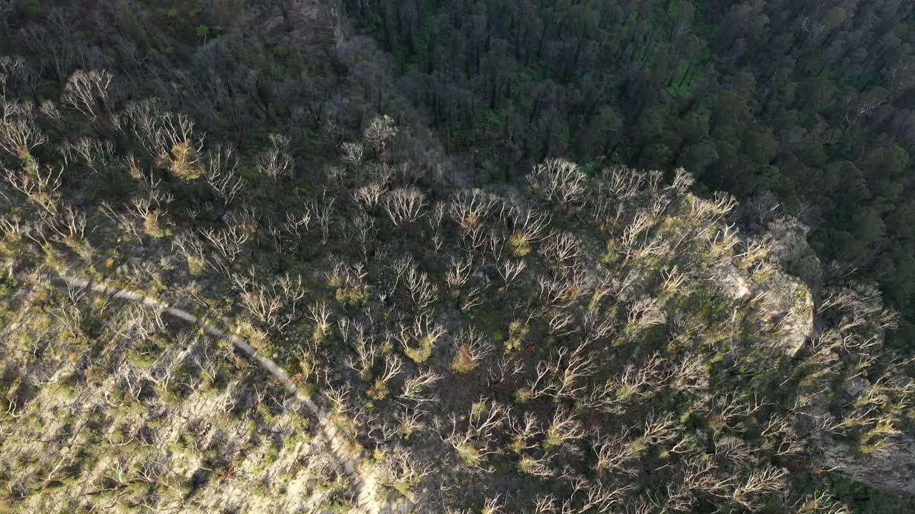 森林大火后树木再生的山谷，澳大利亚视频素材