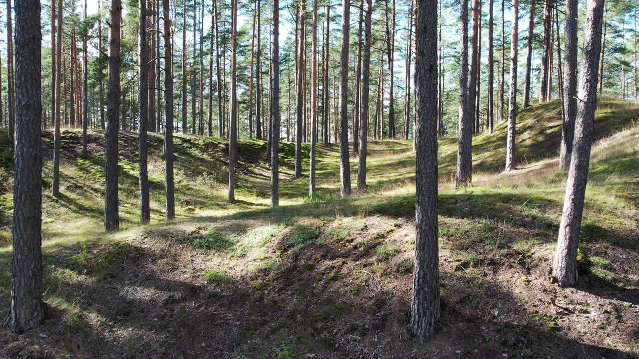 一大片松树林和地上的青苔视频下载