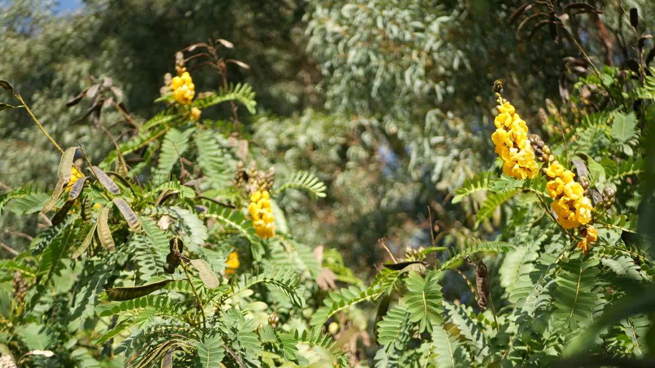 非洲番泻子花开花，园艺在加利福尼亚，美国。自然植物近距离背景。黄色的花朵在春天的早晨花园，新鲜的春天植物在柔软的焦点。烛台多汁的植物。视频素材