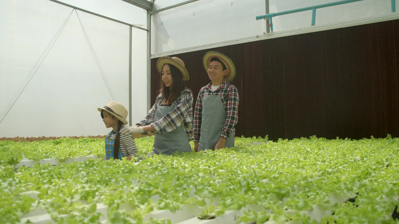 亚洲农民家庭在温室花园农场有机。爸爸妈妈女儿走在一起，微笑幸福伴着家庭事业。背景有产品蔬菜在轨道上水培。视频素材