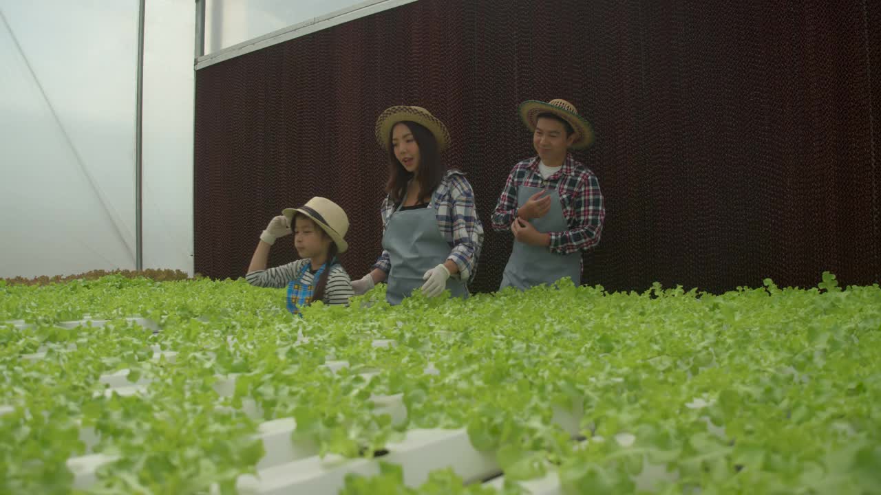 亚洲农民家庭在温室花园农场有机。爸爸妈妈女儿走在一起，微笑幸福伴着家庭事业。背景有产品蔬菜在轨道上水培。视频素材