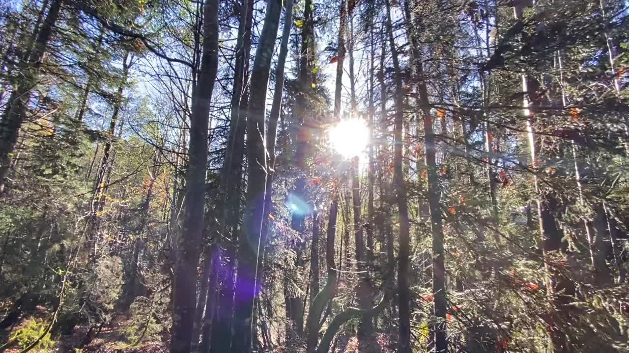 随着时间的流逝，太阳将它美丽的光线投射到新鲜的绿色森林中视频素材