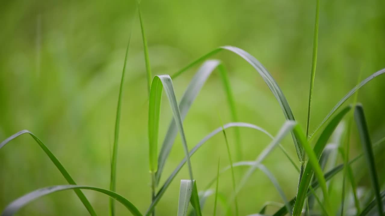 雨滴落在绿色的草地上。视频下载