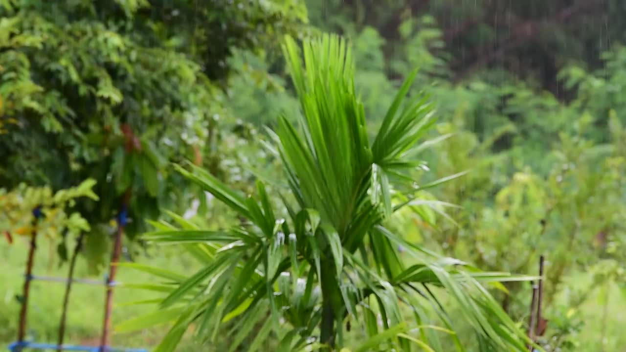 雨滴落在绿色的草地上视频素材