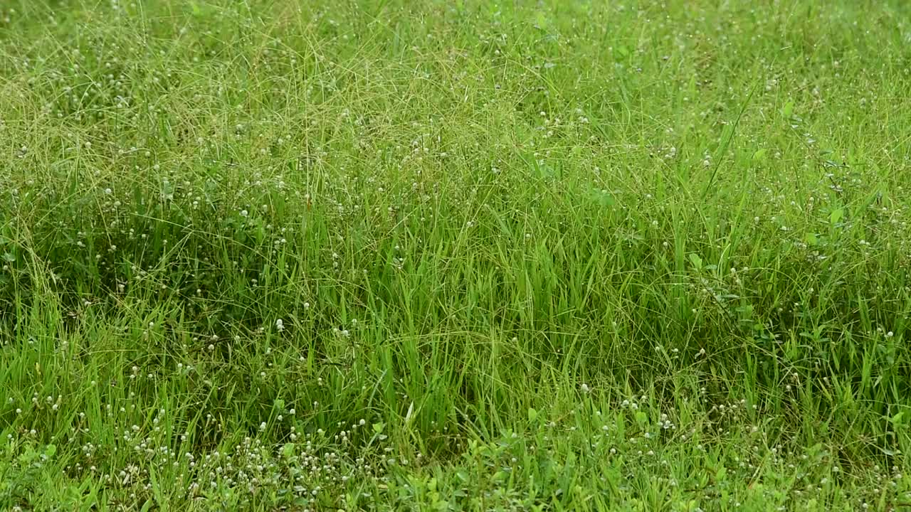 雨滴落在绿色的草地上视频下载