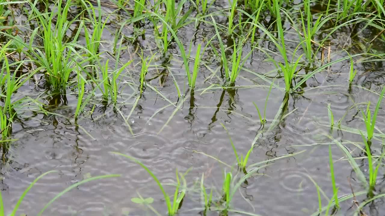 雨滴落在绿色的草地上视频素材