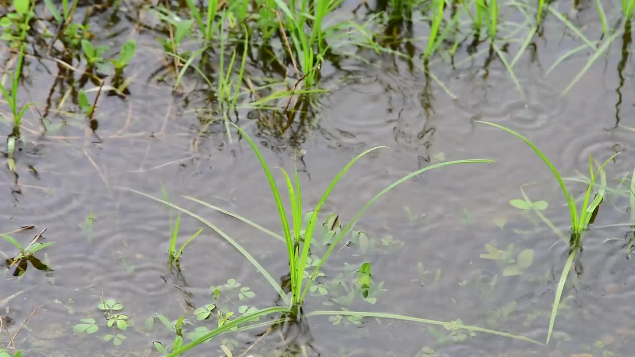 雨滴落在绿色的草地上视频素材