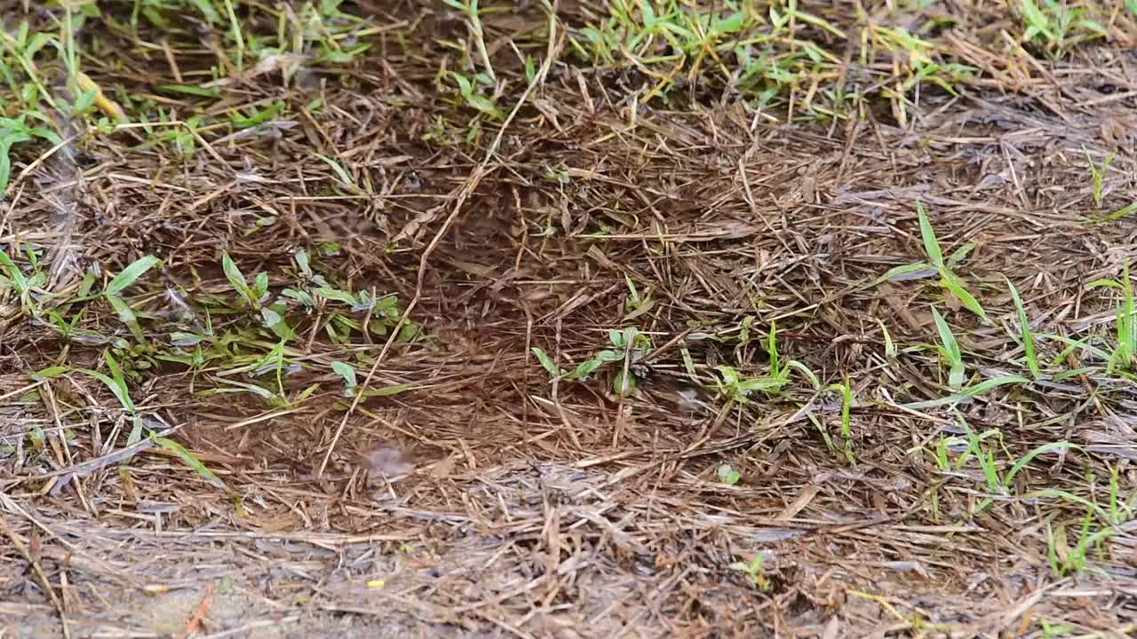 雨滴落在绿色的草地上视频下载