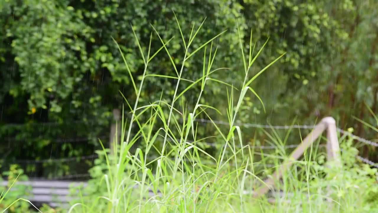 雨滴落在绿色的草地上视频下载