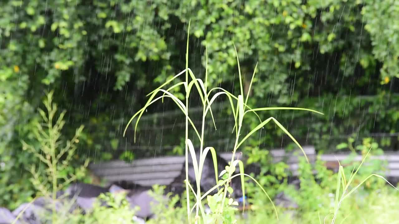 雨滴落在绿色的草地上视频素材