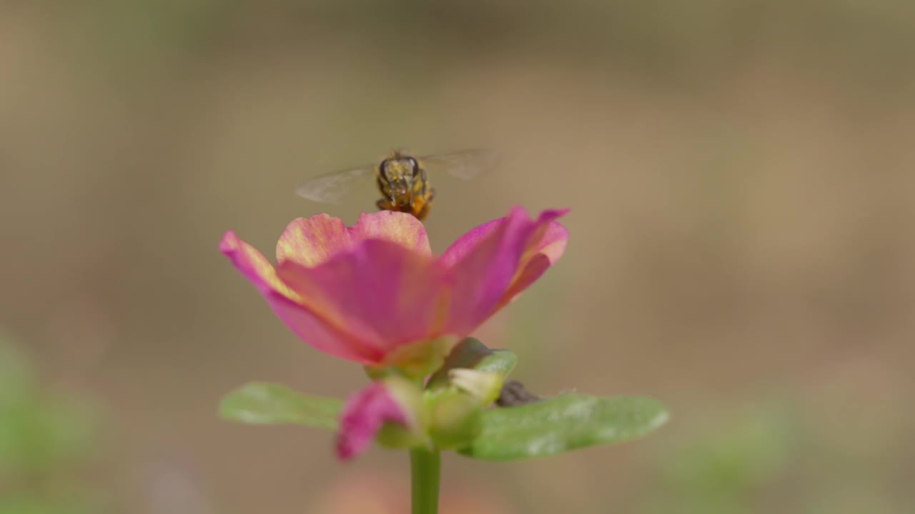 蜜蜂在花园里采集花蜜的特写镜头。视频素材