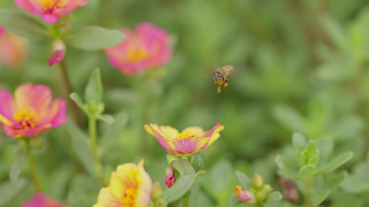 蜜蜂在花园里采集花蜜的特写镜头。视频素材