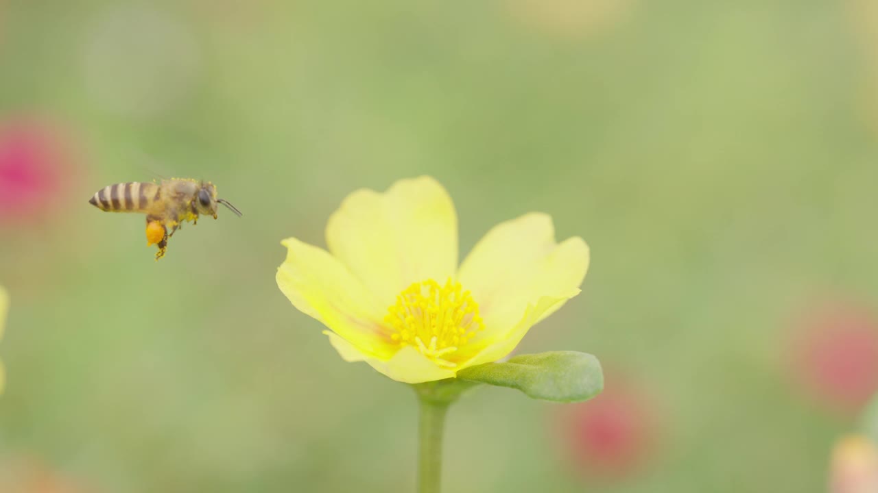 蜜蜂在花园里采集花蜜的特写镜头。视频素材