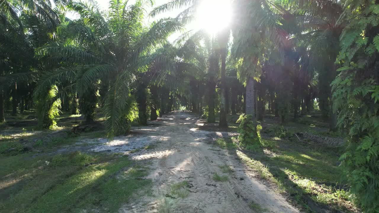 棕榈树,椰子树视频素材