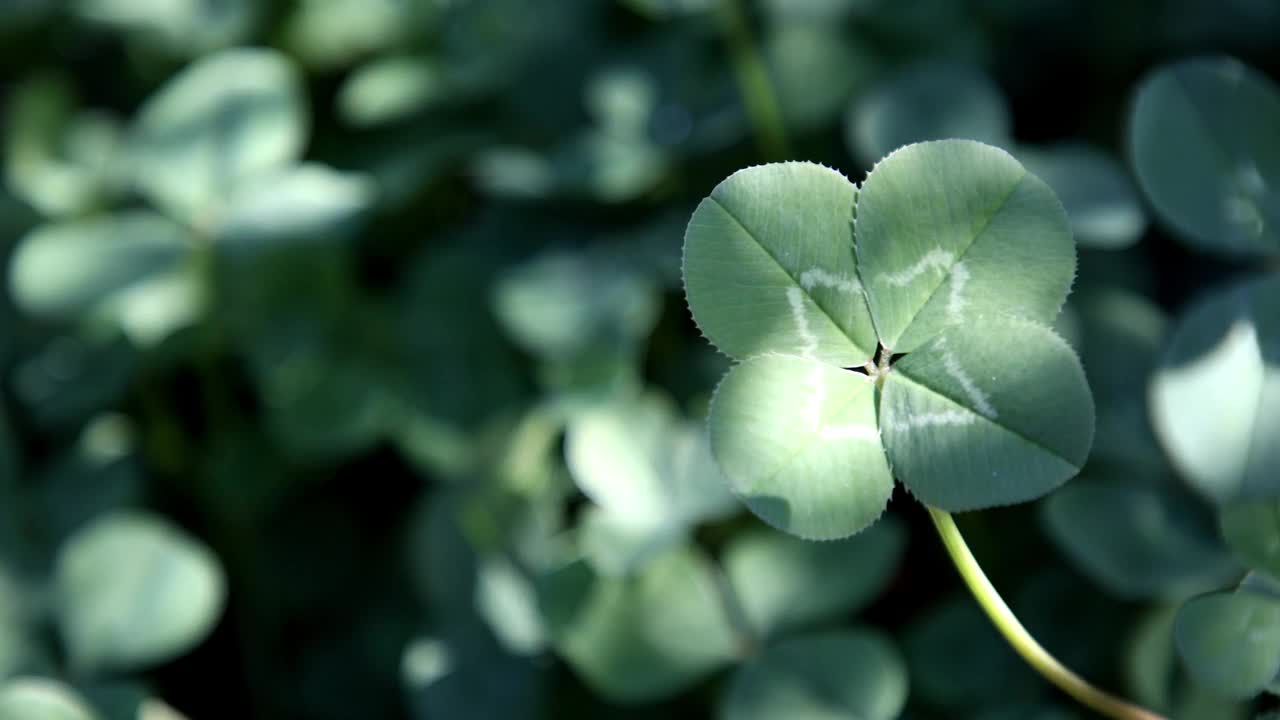 四叶草在风中摇曳视频素材