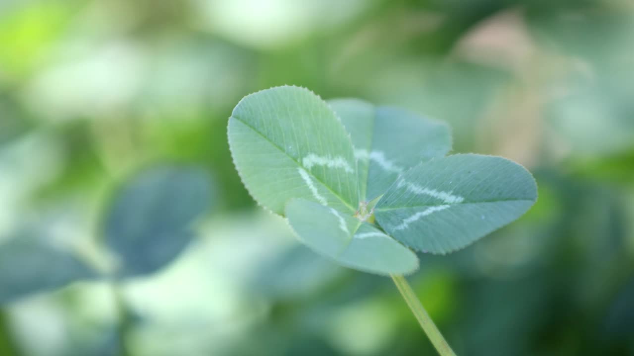 四叶草在风中摇曳视频素材