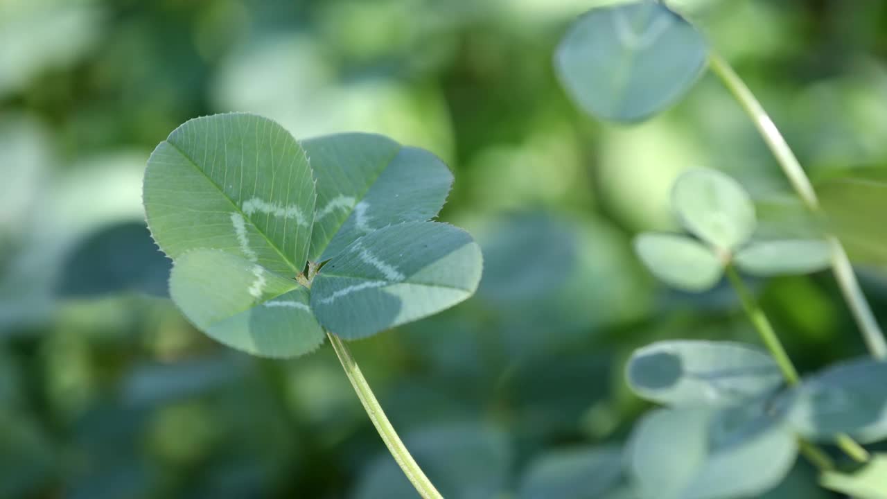 四叶草在风中摇曳视频素材