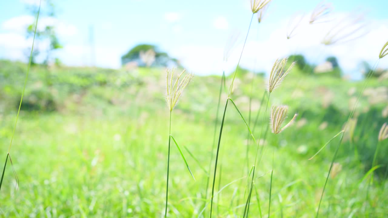 夏季阿尔卑斯草地上的野花。洋甘菊、羽扇豆和其他花草在蓝天的风中摇曳视频素材