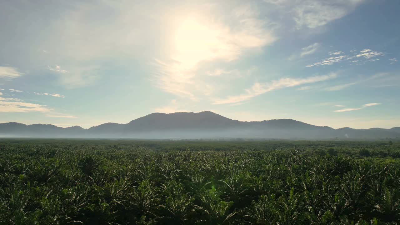 鸟瞰图绿色的棕榈油种植园视频素材