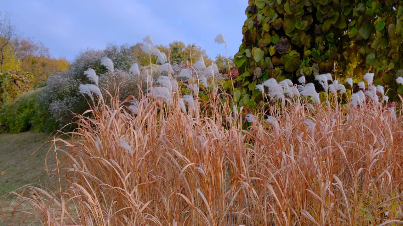 有白色圆锥花序的棕色芦苇视频素材