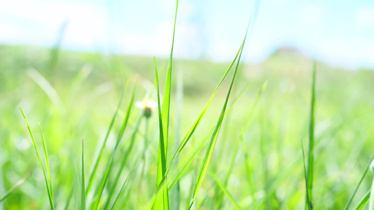 夏季阿尔卑斯草地上的野花。洋甘菊、羽扇豆和其他花草在蓝天的风中摇曳视频素材