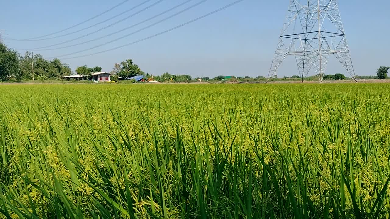 成熟的稻田和天空的风景。视频素材