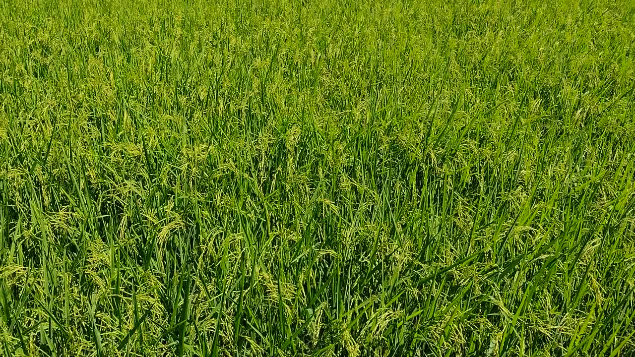 成熟的稻田和天空的风景。视频素材