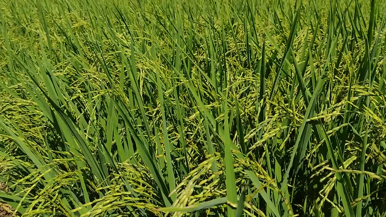 成熟的稻田和天空的风景。视频素材