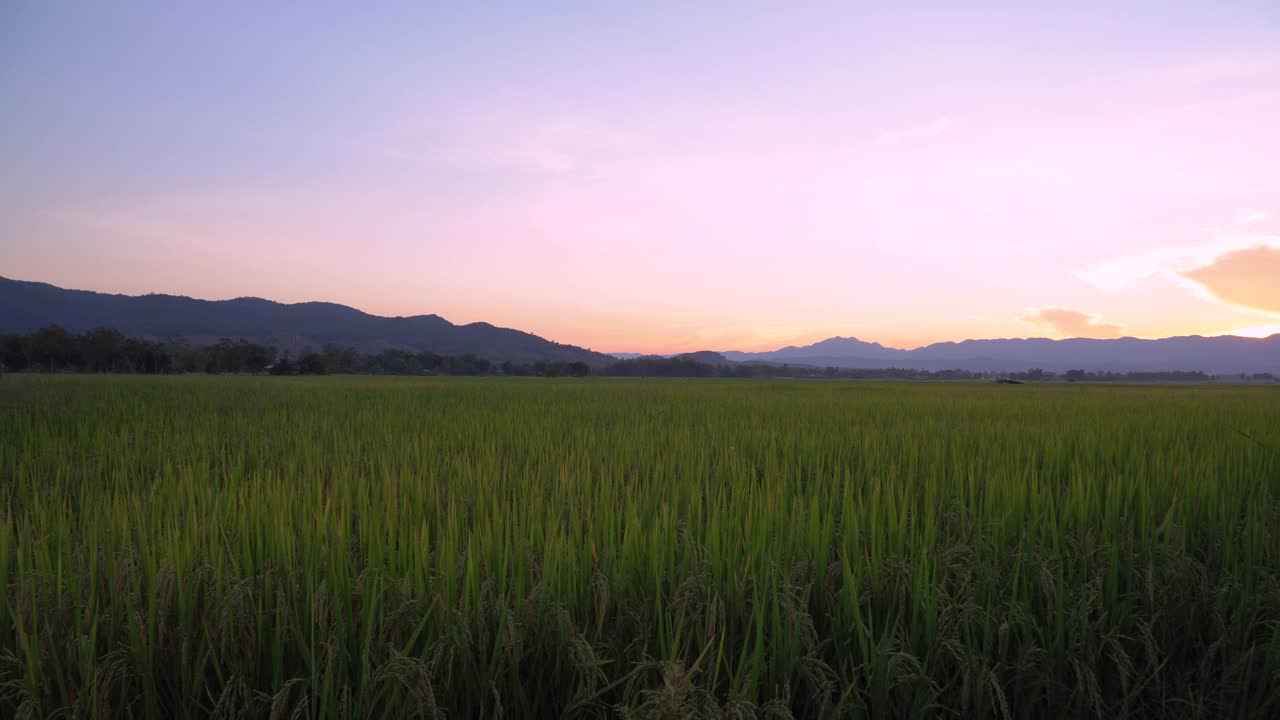 夏季阿尔卑斯草地上的野花。洋甘菊、羽扇豆和其他花草在蓝天的风中摇曳视频素材