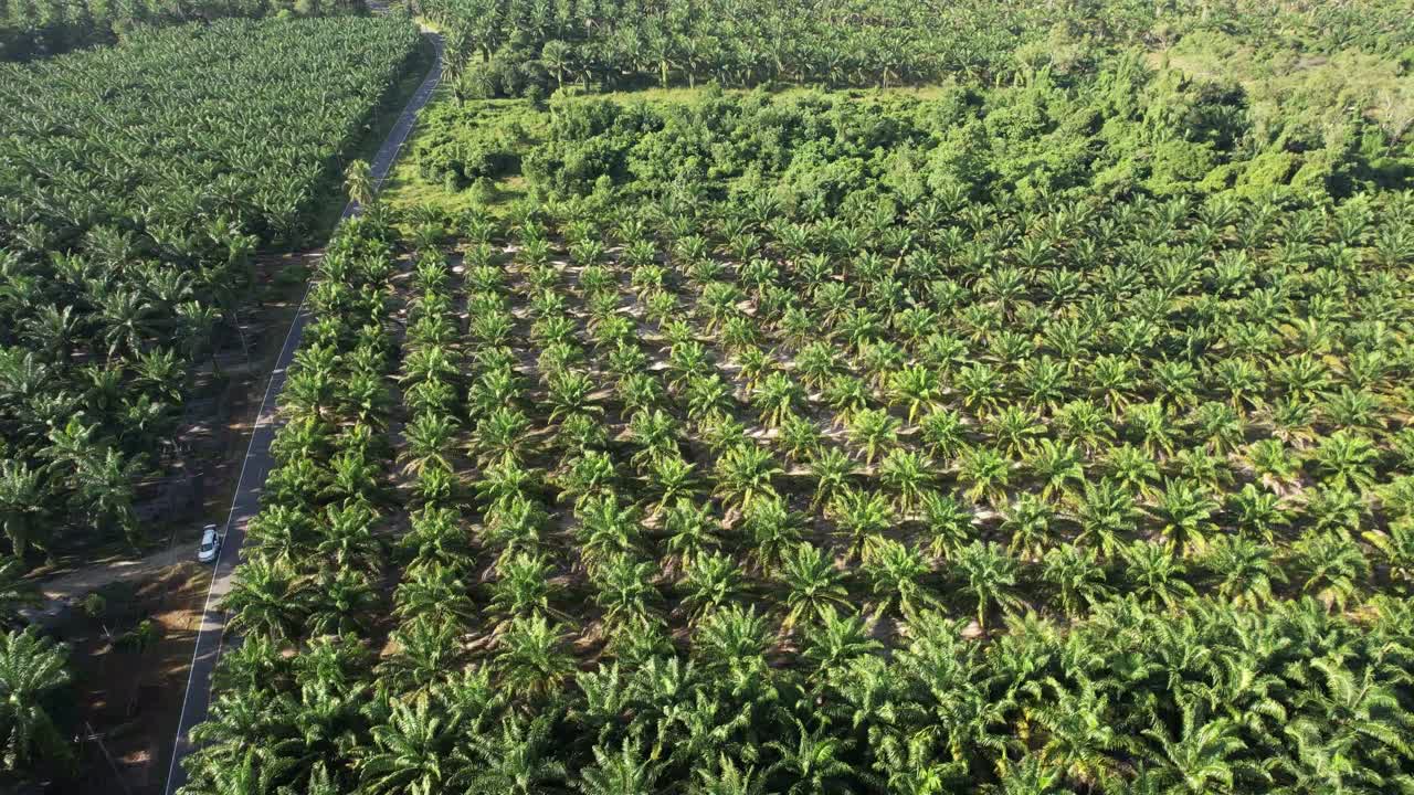 鸟瞰图绿色的棕榈油种植园与日出视频素材