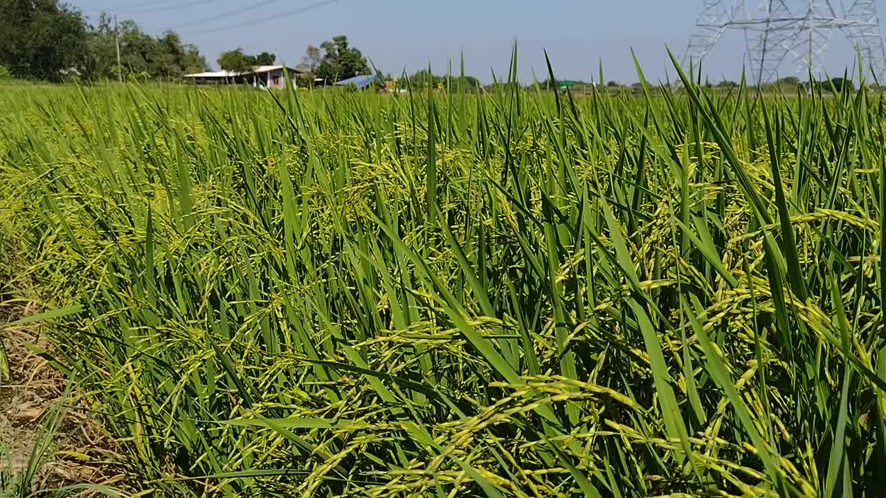 成熟的稻田和天空的风景。视频素材